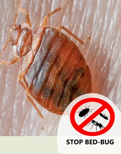 Bed Bugs Pest Control Service