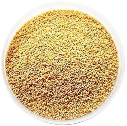 Natural Foxtail Millet Seeds, for Cattle Feed, Cooking, Packaging Type : Gunny Bag