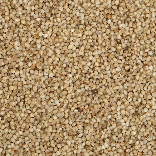 Natural Little Millet Seeds, for Cattle Feed, Cooking, Packaging Type : Plastic Bag