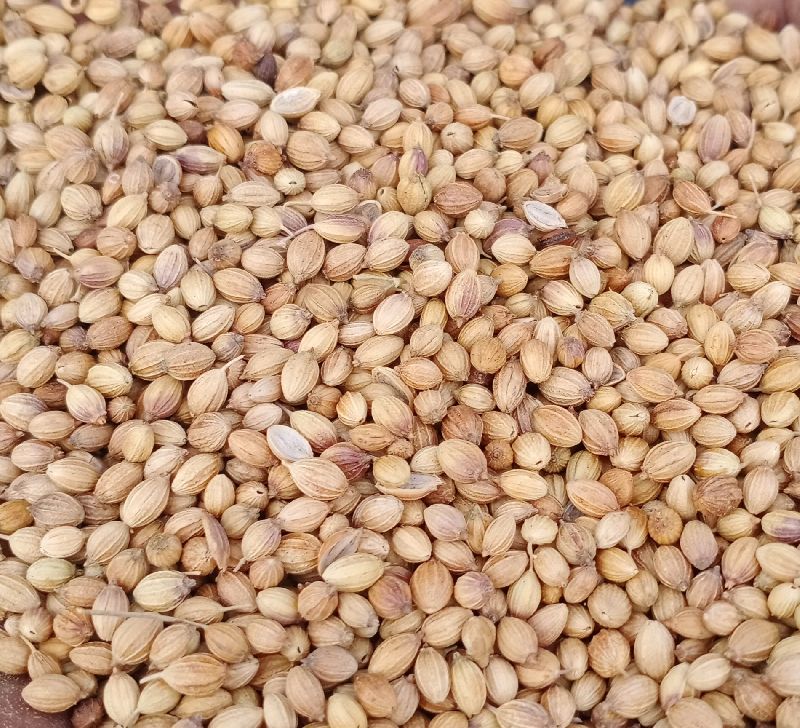 Coriander seeds, Packaging Size : 40kg