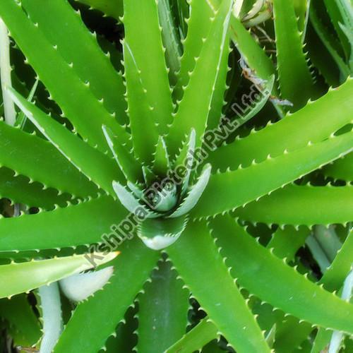 Organic Aloe Vera Extract, for Medicinal, Food Additives, Form : Powder