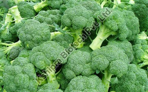 Broccoli Extract, Packaging Type : HDPE Drum