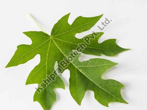 Carica Papaya Leaf Extract