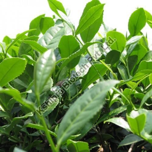 Green tea extract, Packaging Size : 10 to 25 kg