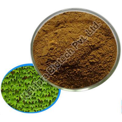 Ivy Leaf Extract, Packaging Type : HDPE Drum
