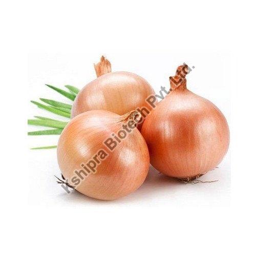 Onion Extract, Packaging Type : HDPE Drum