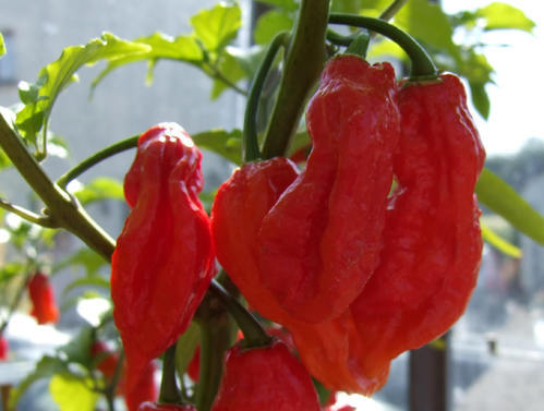 Natural Fresh Bhut Jolokia Chilli, for Food, Making Pickles, Taste : Spicy
