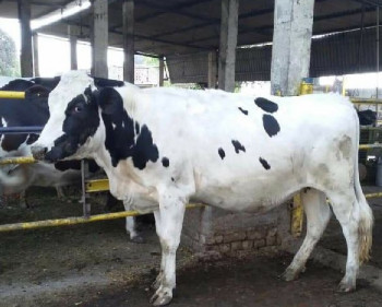 Ndri semen hf cow, Color : Black white