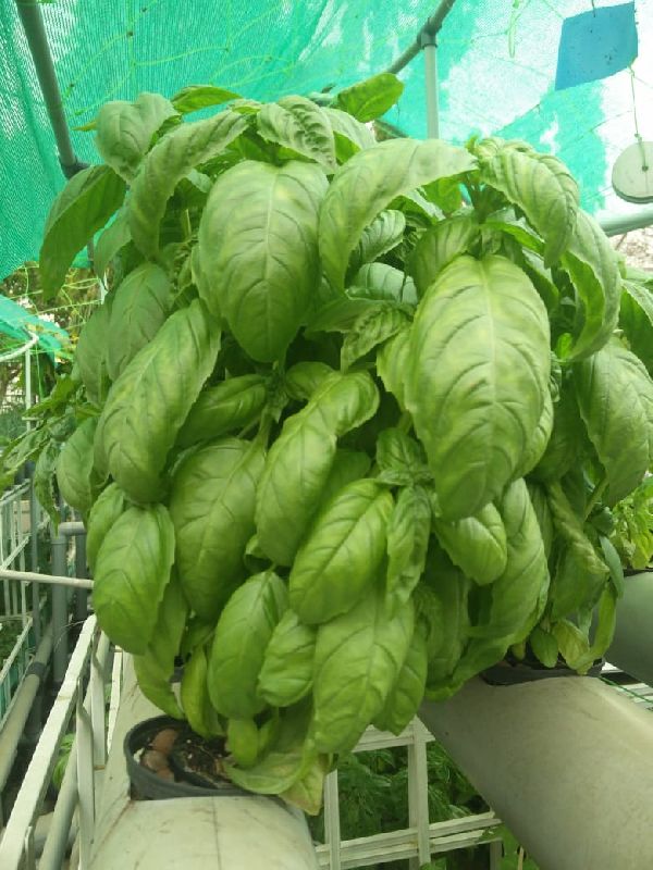 Basil, for culinary, Color : green