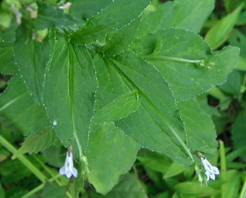 Lobelia Inflata Leaves