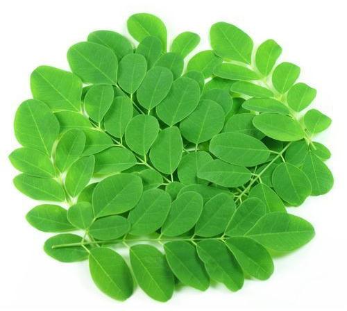 Velan Enterprises Organic Moringa Oleifera Leaves, for Cosmetics, Color : Green