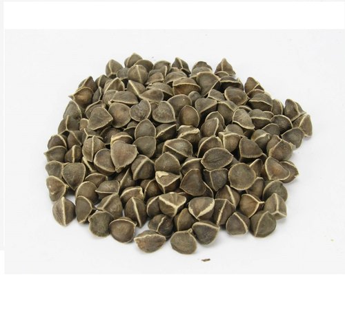 Velan Enterprises Organic Moringa Oleifera Wingless Seeds, Packaging Type : Plastic Packet, Loose