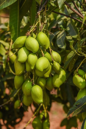 Appe Midi Mango Plants, for Plantation, Style : Perennial