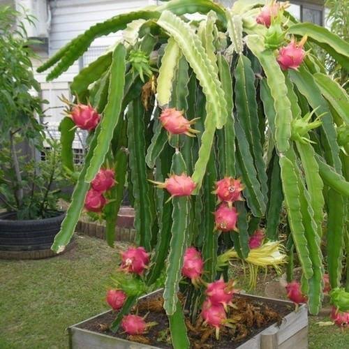 Dragon Fruit Plants, Color : Red, Green