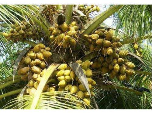 Organic Hybrid Coconut Plants, for Agriculture, Color : Green