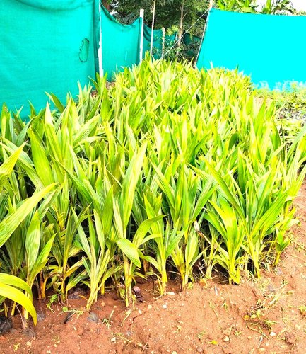 Organic Natural Coconut Plants, for Plantation, Color : Green