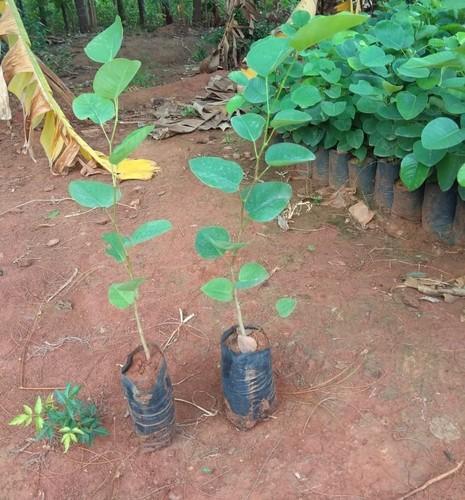 red sandalwood plants