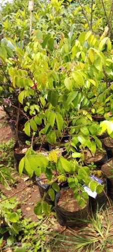 Star Fruit Plants, Color : Green