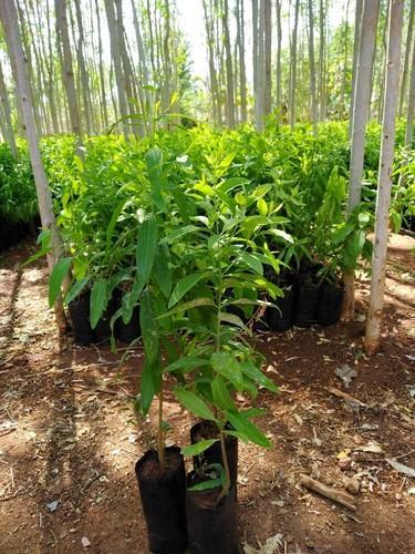 White Sandalwood Plants, for Plantation, Color : Green