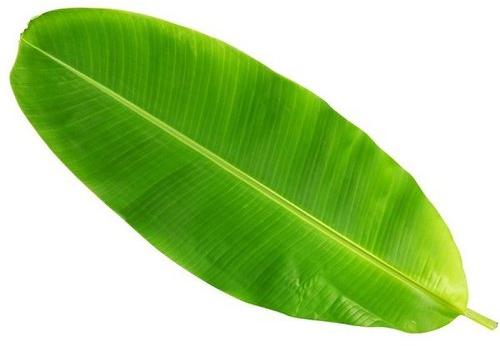 Natural Banana Leaf, for Making Disposable Items, Feature : Insect Free