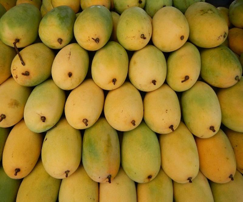 Organic Fresh Banganapalli Mango, for Direct Consumption, Food Processing, Juice Making, Taste : Delicious Sweet