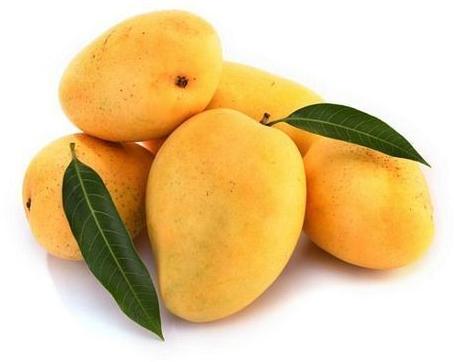 Organic Fresh Kesar Mango, for Direct Consumption, Food Processing, Juice Making, Feature : Non Pesticide