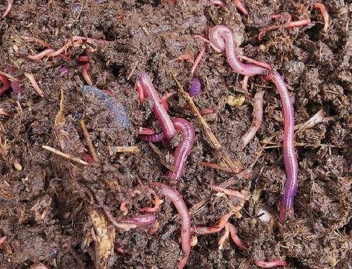 Earthworm Vermicompost Fertilizer, for Agriculture, Color : Brown
