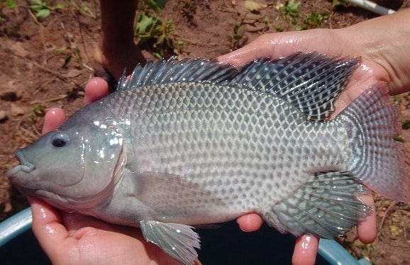 Live Gift Tilapia Fish, for Food, Human Consumption, Feature