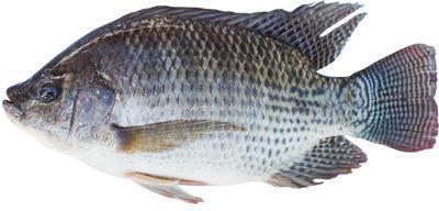 Live Monosex Tilapia Fish, for Food, Human Consumption, Feature : Good Protein