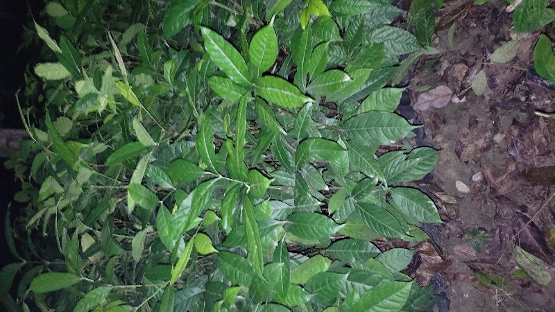 Mahagoni plant