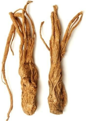 Angelica Root