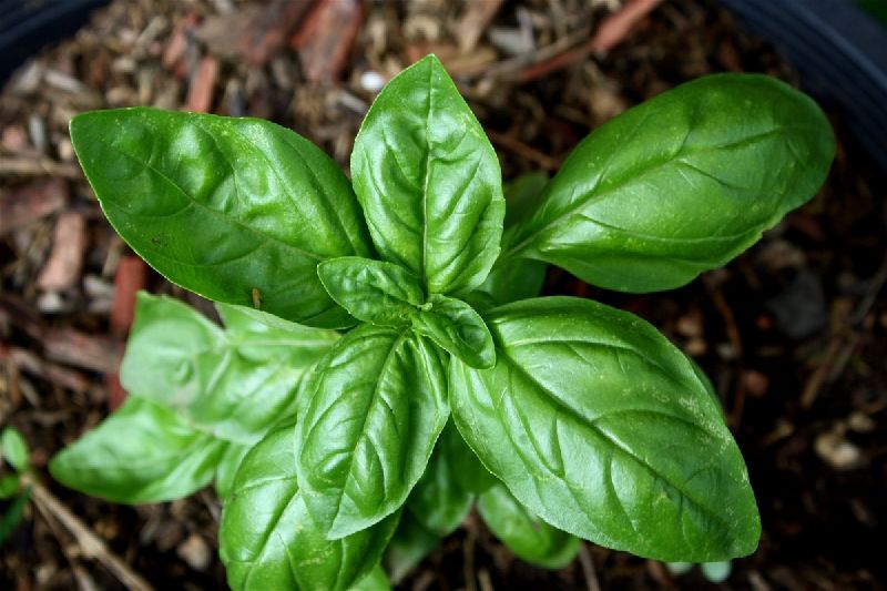 Basil Leaves, for Cooking, Spices, Color : Green