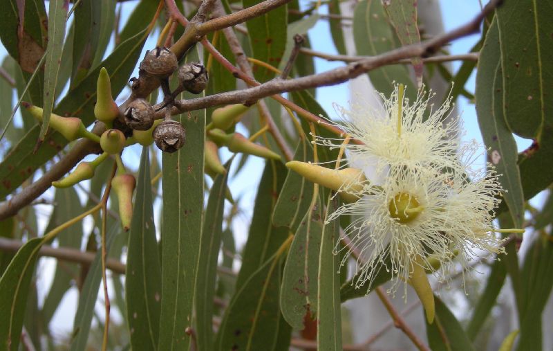 Eucalypus