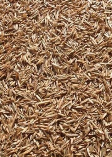 Ryegrass Seed