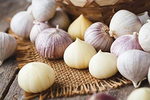 solo garlic