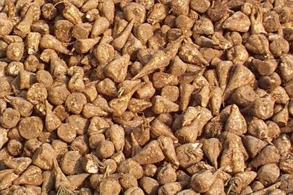 Natural Sugar Beet Seeds, for Agriculture, Style : Raw, Roasted