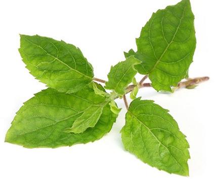 Tulsi Leaves, for Culinary, Medicinal, Feature : Nutrient Richness, Quality, Reliable Performance