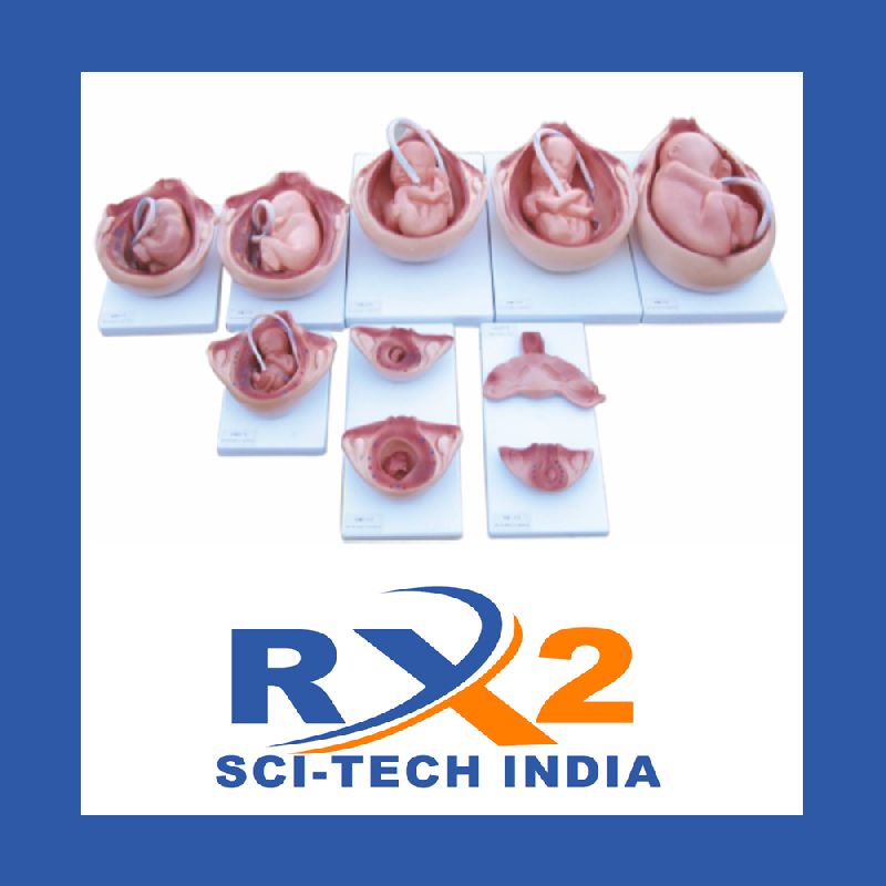 Development Process for Fetus, Condition New at best price INR 24