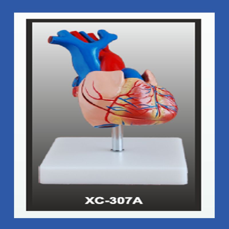 PVC Heart Model Life Size RX2 Scitech India, Greater Noida, Uttar Pradesh