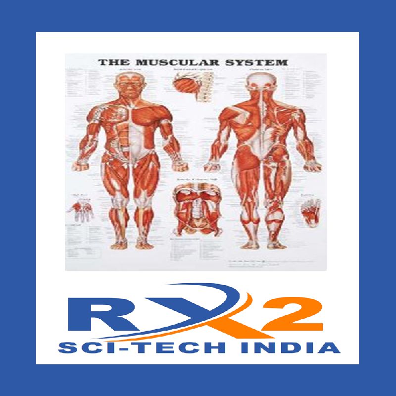 Human Anatomy Educational Chart, Type : Anatomical Biology Diagrams
