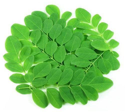Natural Fresh Moringa Leaves, for Cosmetics, Medicine, Feature : Insect Free, Nice Aroma