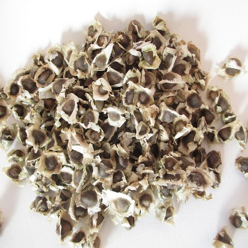 moringa seeds