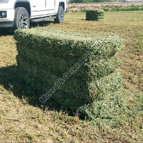 Alfalfa Hay, INR 200INR 250 / Kilogram by Mineral & General Co. Ltd ...