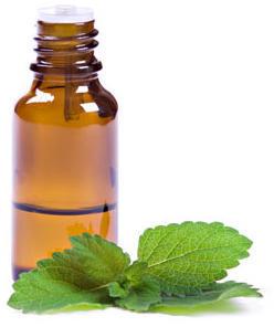 Indian Peppermint Essential Oil, Shelf Life : 6Months