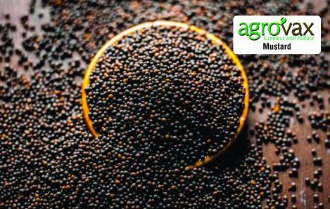 Agrovax Natural Mustard Seeds, Packaging Type : Plastic Packet