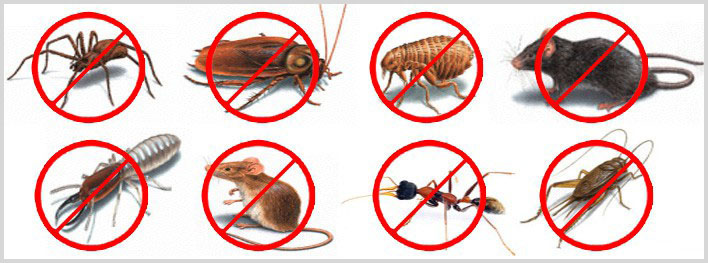 Termite control services