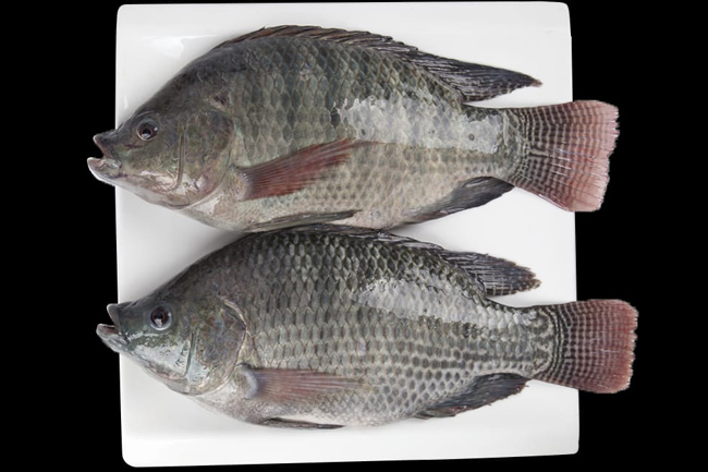 Genetically improved tilapia aquaculture ideal GIFT for Nagapattinam fish  farmers ICARKVK The New Indian Express