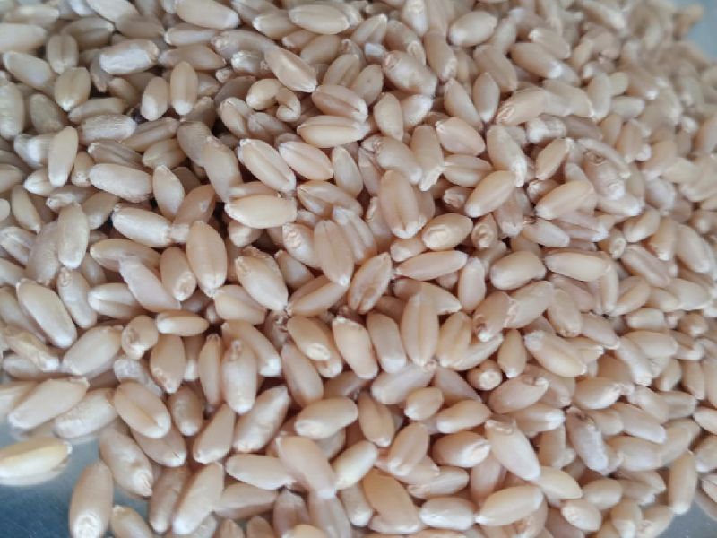 wheat (sortex)