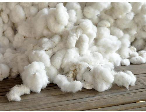 Raw cotton, for Yarn, Packaging Type : Poly Bag
