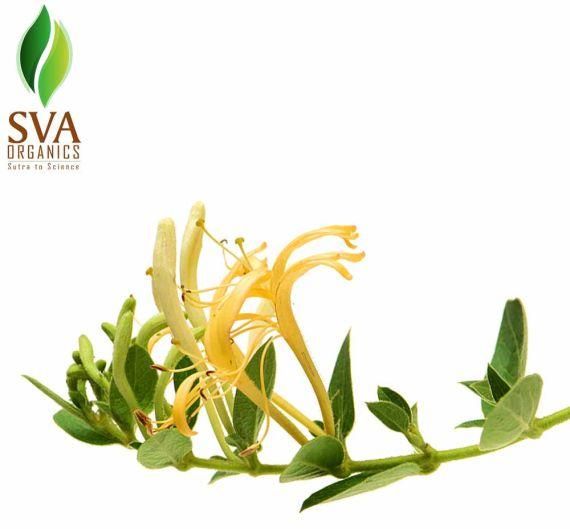 Honeysuckle Fragrance